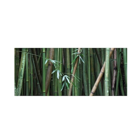 Pierre Leclerc 'Bamboo' Canvas Art,14x32